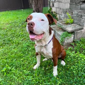 Mambo -  Pit Bull Terrier and Mixed Breed Dog for Adoption in Greensburg, Pennsylvania - Mambo | PetCurious