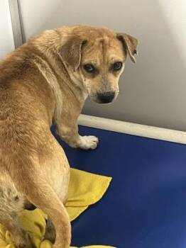 Cello -  Chihuahua and Mixed Breed Dog for Adoption in Fort Worth, Texas - Cello | PetCurious