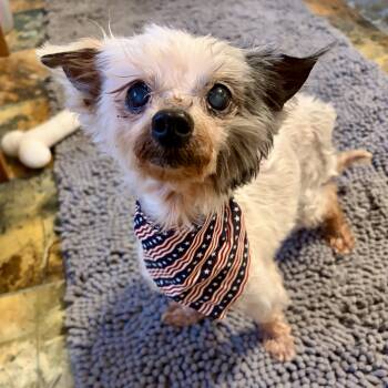 Gertrude -  Yorkshire Terrier and Poodle Dog for Adoption in Murphysboro, Illinois - Gertrude | PetCurious