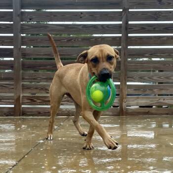 Rescue Rhodesian Ridgeback and Black Mouth Cur Dogs for Adoption in Freeport, Florida - Genesis | PetCurious