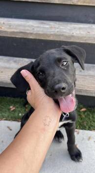 Derek Zoolander -  Black Labrador Retriever Dog for Adoption in Los Angeles, California - Derek Zoolander | PetCurious