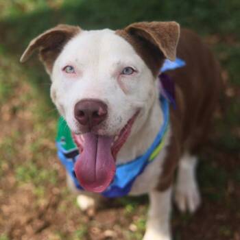 SAN JUAN -  American Staffordshire Terrier Dog for Adoption in San Antonio, Texas - SAN JUAN | PetCurious