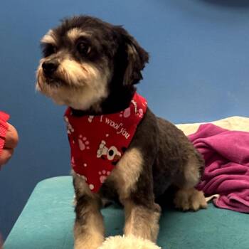 Maltese and Poodle Dogs Available for Adoption - Bobby Hill | PetCurious