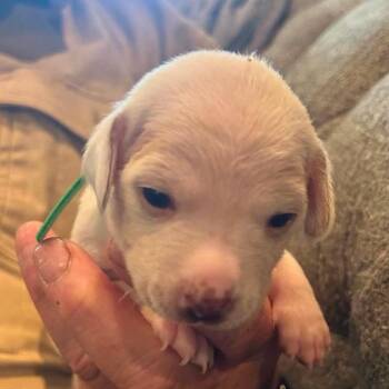 Sophie -  Chihuahua and Dachshund Dog for Adoption in Nampa, Idaho - Sophie | PetCurious
