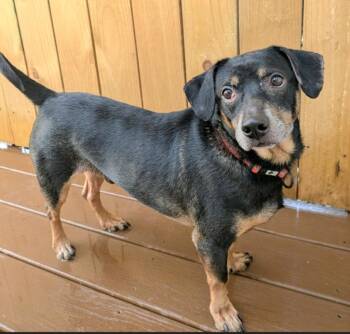 Hobo -  Dachshund Dog for Adoption in St. Augustine, Florida - Hobo | PetCurious