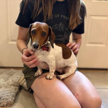 Ellie -  Miniature Dachshund and Beagle Dog for Adoption in Sparta, New Jersey - Ellie | PetCurious