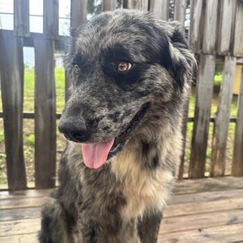 Nola -  Catahoula Leopard Dog and Great Pyrenees Dog for Adoption in Pulaski, Tennessee - Nola | PetCurious