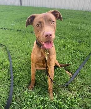 Ella -  Labrador Retriever and Rhodesian Ridgeback Dog for Adoption in Shawnee, Oklahoma - Ella | PetCurious