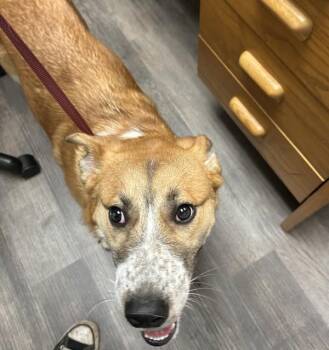 Australian Cattle Dog Blue Heeler and German Shepherd Dog Dogs Available for Adoption in Salem, Oregon - Freya | PetCurious