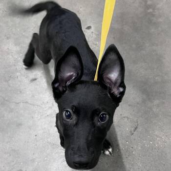 Coal -  Shepherd and Mixed Breed Dog for Adoption in Tampa, Florida - Coal | PetCurious