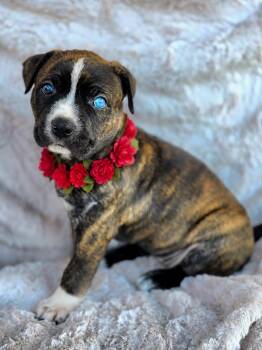 Elektra -  American Staffordshire Terrier and Siberian Husky Dog for Adoption in Newport Beach, California - Elektra | PetCurious