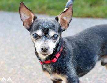Blaza -  Chihuahua and Mixed Breed Dog for Adoption in Lowell, Massachusetts - Blaza | PetCurious