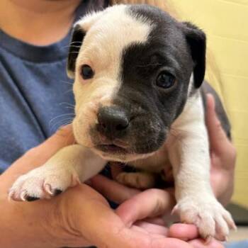 Chip -  American Bulldog and Mixed Breed Dog for Adoption in New Fairfield, Connecticut - Chip | PetCurious