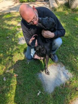 Rescue Black Labrador Retriever Dogs for Adoption in Wantagh, New York - Bean - Foster Or Foster To Adopt Urgent | PetCurious