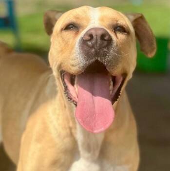 Kit Kat -  Boxer and Mixed Breed Dog for Adoption in Tunica, Mississippi - Kit Kat | PetCurious