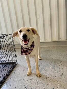 Rescue Corgi and Australian Cattle Dog Blue Heeler Dogs for Adoption in Shawnee, Oklahoma - Sooki | PetCurious