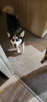 Siberian Husky Dogs Available for Adoption - Vader | PetCurious