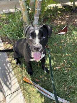 Billie -  Labrador Retriever and Pit Bull Terrier Dog for Adoption in Honolulu, Hawaii - Billie | PetCurious