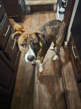 Rescue Pit Bull Terrier Dogs for Adoption in Republic, Missouri - Sunday ( Phoenix ) | PetCurious