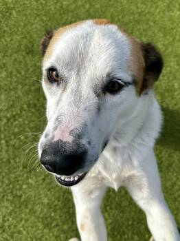 Rescue Mixed Breed Dogs for Adoption in Wichita, Kansas - Country Gravy With Sausage | PetCurious