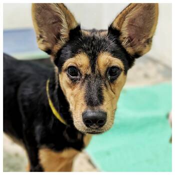 German Pinscher Dogs Available for Adoption - Nova | PetCurious