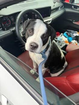 Riverdale -  Mixed Breed Dog for Adoption in Atlanta, Georgia - Riverdale | PetCurious