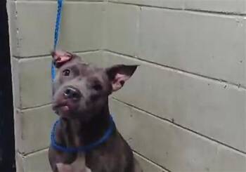 CELSES -  Pit Bull Terrier and Mixed Breed Dog for Adoption in Tulsa, Oklahoma - CELSES | PetCurious