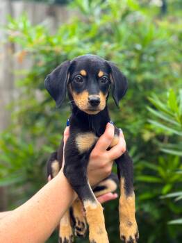 Summer -  Hound Dog for Adoption in Charleston, South Carolina - Summer | PetCurious