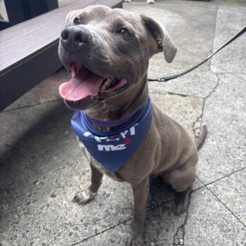 Nick Fury -  Pit Bull Terrier Dog for Adoption in Abbotsford, British Columbia - Nick Fury | PetCurious