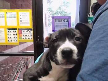 Pit Bull Terrier and Mixed Breed Dogs Available for Adoption in Tulsa, Oklahoma - PIPPA | PetCurious