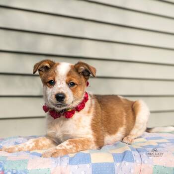 Penny -  Australian Shepherd and Mixed Breed Dog for Adoption in Cincinnati, Ohio - Penny | PetCurious