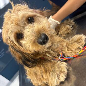 Indie -  Cockapoo Dog for Adoption in Newark, New Jersey - Indie | PetCurious