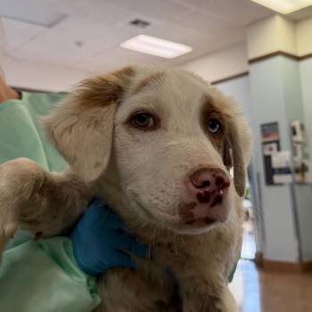 Meter -  Newfoundland Dog and Mixed Breed Dog Available for Adoption in Flagstaff, Arizona - Meter | PetCurious