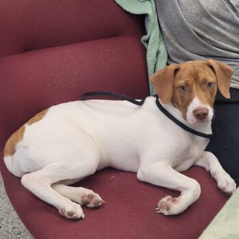 Ginger -  Mixed Breed Dog for Adoption in Lake Panasoffkee, Florida - Ginger | PetCurious