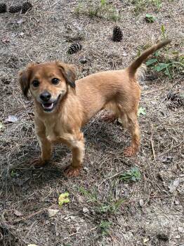 Sadie -  Spaniel and Dachshund Dog for Adoption in York, South Carolina - Sadie | PetCurious
