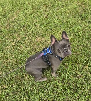 Bo Frenchie -  French Bulldog Dog for Adoption in Gillsville, Georgia - Bo Frenchie | PetCurious