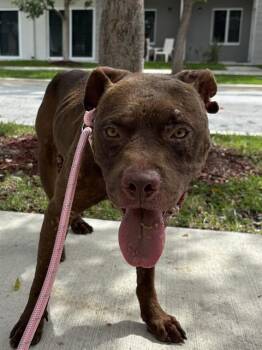 BRONCO -  American Bulldog and Mixed Breed Dog for Adoption in Doral, Florida - BRONCO | PetCurious