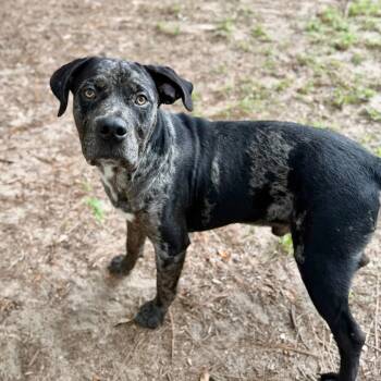 Daytona -  Mixed Breed Dog for Adoption in Milton, Florida - Daytona | PetCurious