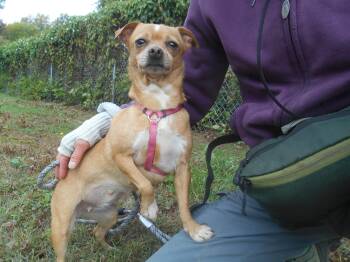 Pixie -  Chihuahua Dog for Adoption in Kalamazoo, Michigan - Pixie | PetCurious