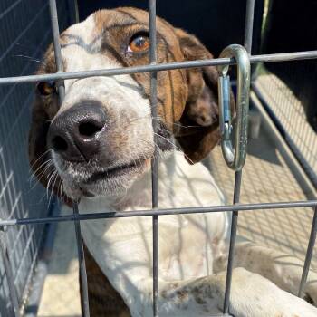 Rescue Hound Dogs for Adoption in Pagosa Springs, Colorado - Lany | PetCurious