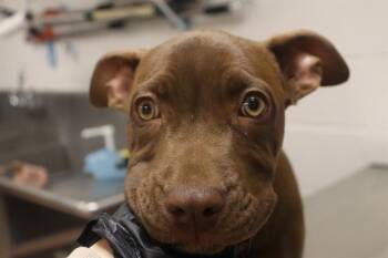 Mixed Breed Dogs Available for Adoption in Columbia, South Carolina - HERSHEY | PetCurious