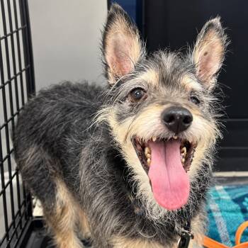 WINSTON -  Cairn Terrier Dog for Adoption in Marana, Arizona - WINSTON | PetCurious