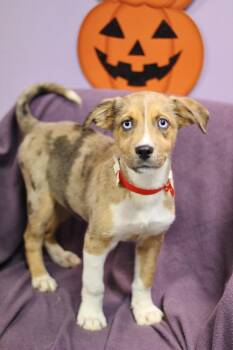 Mason in NH. Come Meet our Adoptable Dogs Wednesday-Saturday. Mo -  Australian Shepherd Dog for Adoption in Manchester, New Hampshire - Mason In NH. Come Meet Our Adoptable Dogs Wednesday-Saturday. Mo | PetCurious