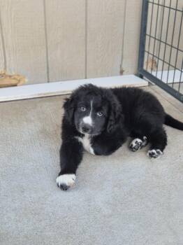 Frick -  Border Collie and Great Pyrenees Dog for Adoption in Bolivar, Missouri - Frick | PetCurious