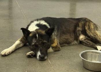 Cattle Dog and Labrador Retriever Dogs Available for Adoption - Khyle | PetCurious