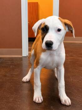 Woody -  Boxer and Bull Terrier Dog for Adoption in Manhattan, Kansas - Woody | PetCurious