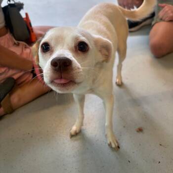 Judy Hopps -  Mixed Breed Dog for Adoption in Huntington, West Virginia - Judy Hopps | PetCurious