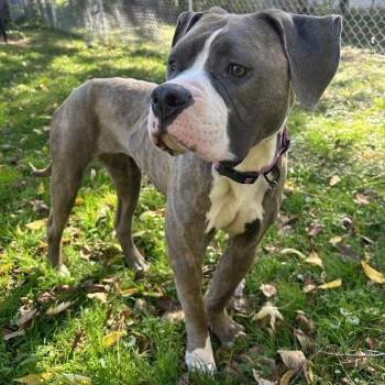 Sapphire -  Mixed Breed Dog for Adoption in Madison, Wisconsin - Sapphire | PetCurious