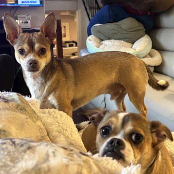 Muttley / Jeff -  Chihuahua and Mixed Breed Dog for Adoption in Minneapolis, Minnesota - Muttley / Jeff | PetCurious