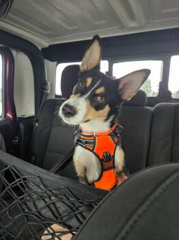 Lt. Dan -  Border Collie Dog for Adoption in Port Orange, Florida - Lt. Dan | PetCurious